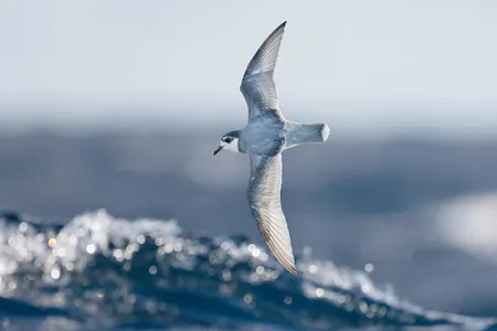 Blue petrel, one of the seabird species that mistakes the smell of algae on plastic as food