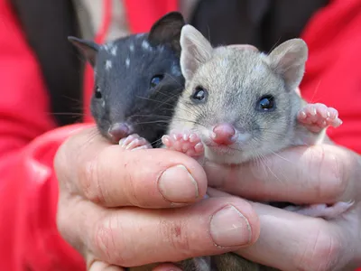 The quolls say: Please reintroduce us, please. 