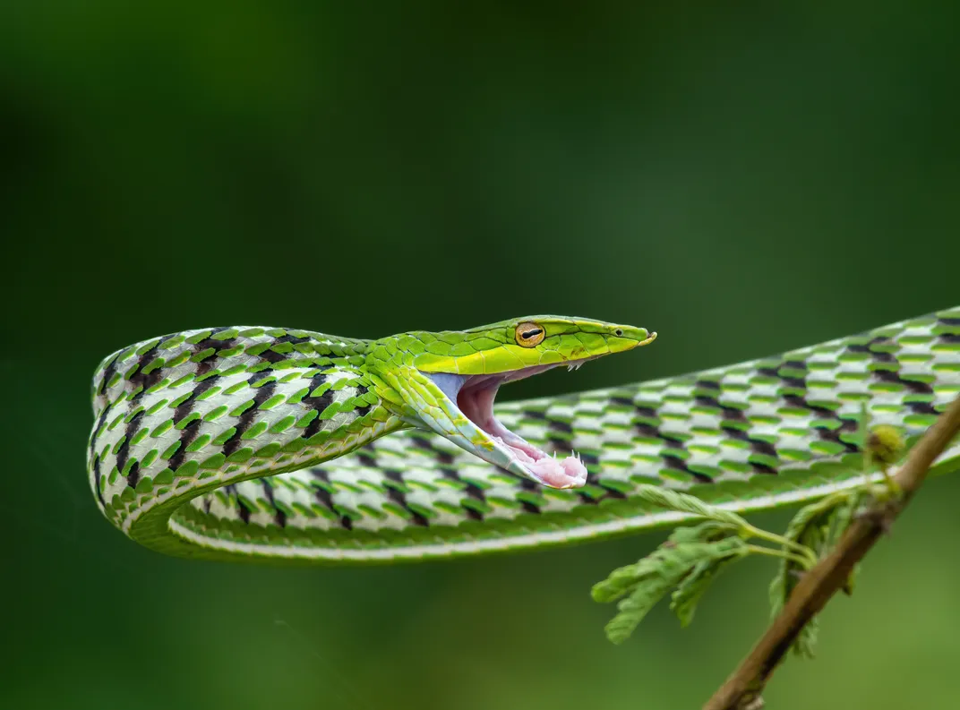 Green vine snakes’ venom is not dangerous to humans
