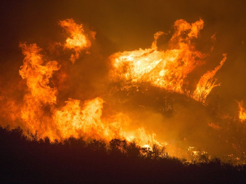 On a forested hillside, tall flames from the fire engulf the trees. The forest looks black, and only the silhouettes of the trees are visible against the bright orange flames. 