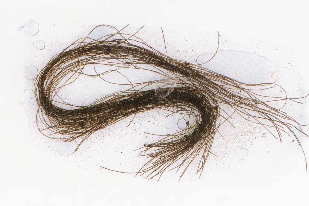 Hair strands against a white backdrop