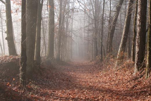 Natchez Trace trail