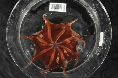 The newly described octopus,&nbsp;Opisthoteuthis carnarvonensis, has red tentacles.