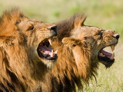 The Tsavo lions' teeth bore marks indicating that they ate soft food, similar to those seen on the teeth of captive lions today. Wild lions, like these pictured in South Africa's Greater Kruger National Park, show different microwear patterns.