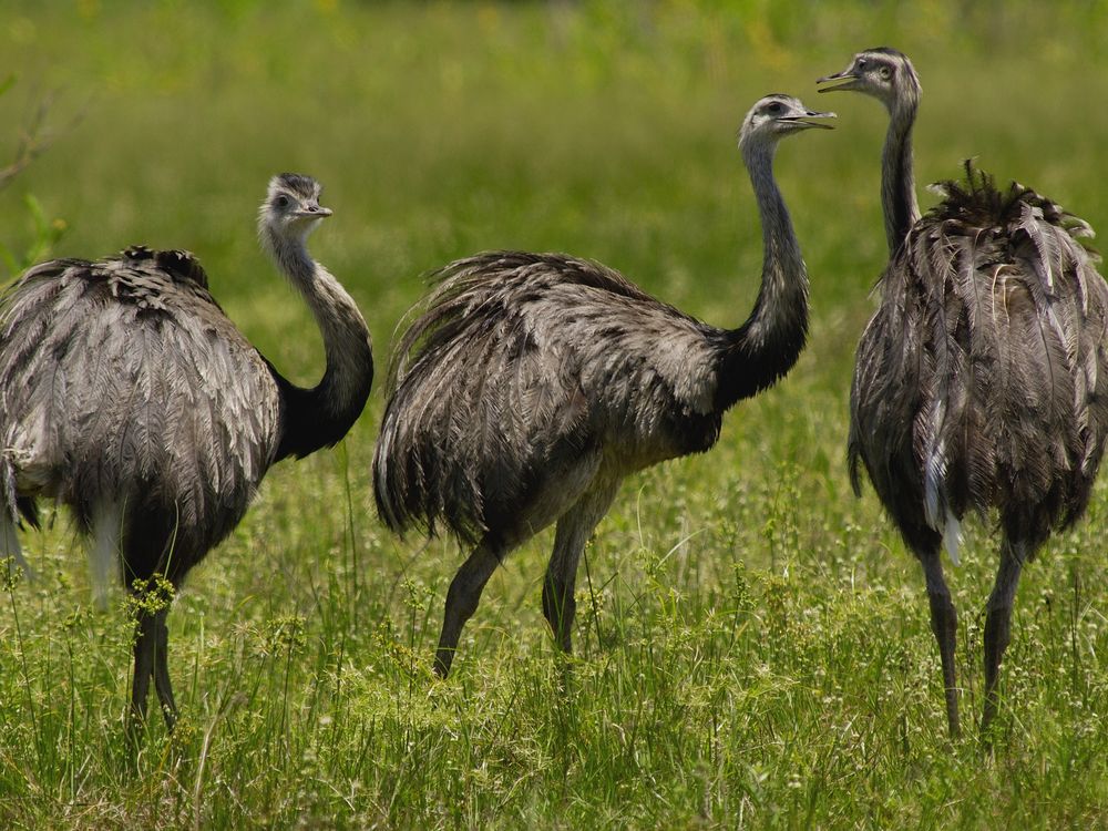 Greater Rhea trio