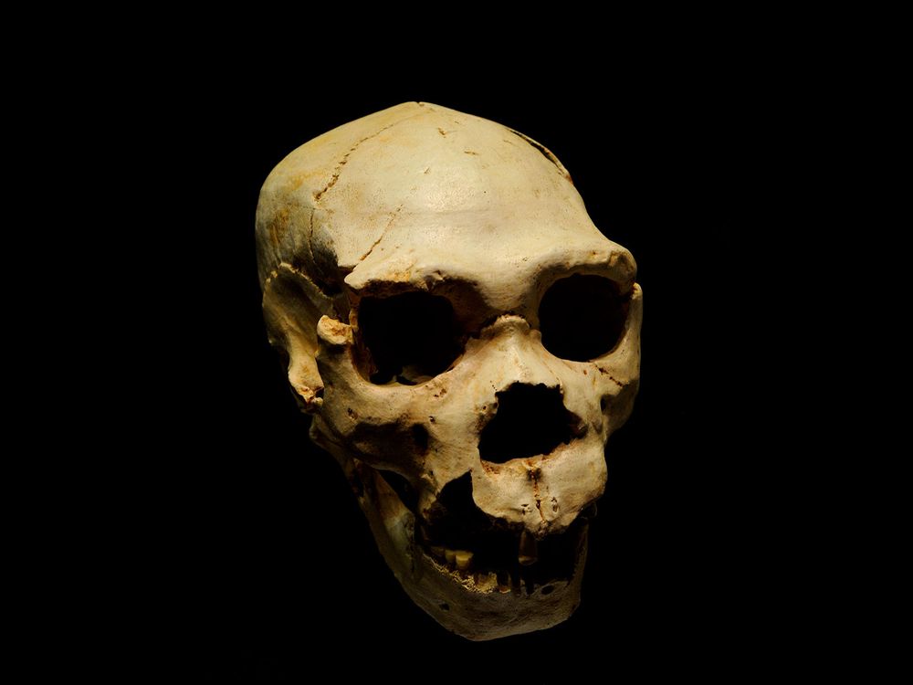 Homo heidelbergensis Skull