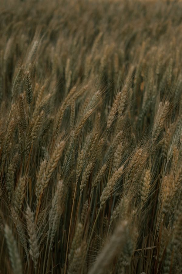 wheat thumbnail
