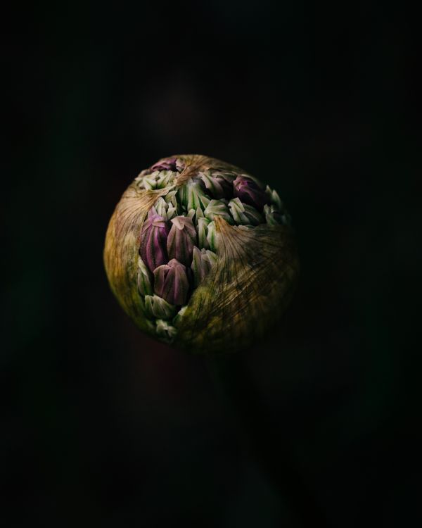Allium in Natural Light thumbnail