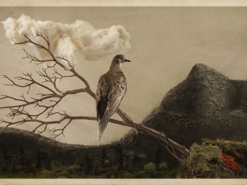 100 Years After Her Death, Martha, the Last Passenger Pigeon, Still Resonates