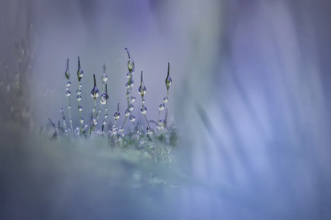 Dew drops on moss