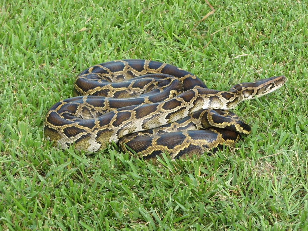 Burmese_python_(6887388927).jpg