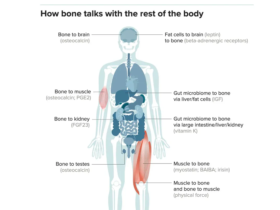 How Bones Talk to the Rest of the Body