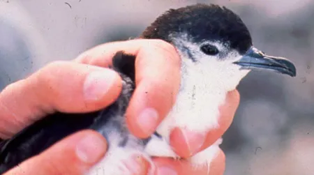 The Bryan's Shearwater