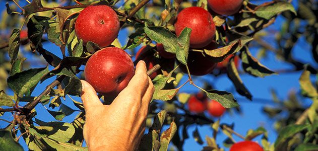 Apples in Sonoma County California