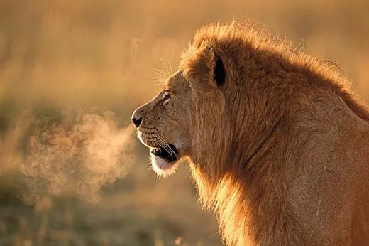 The Truth About Lions, Science
