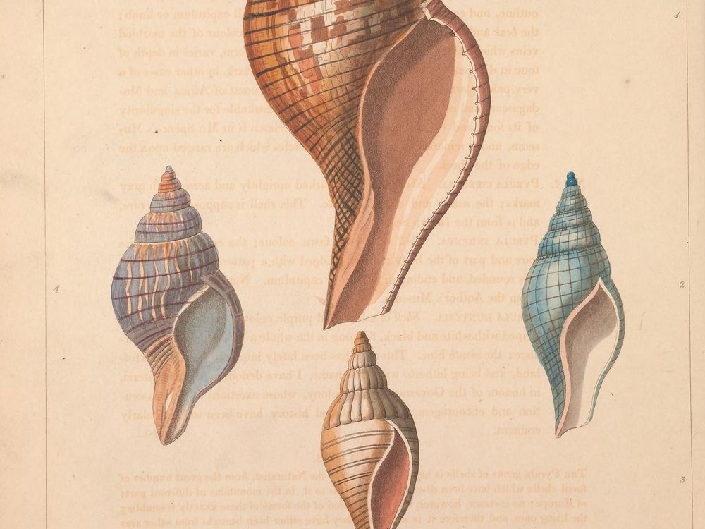 Plate from Conchology, or, The natural history of shells. London :W. Miller,[1811]. (Biodiversity Heritage Library, Smithsonian Libraries and Archives).