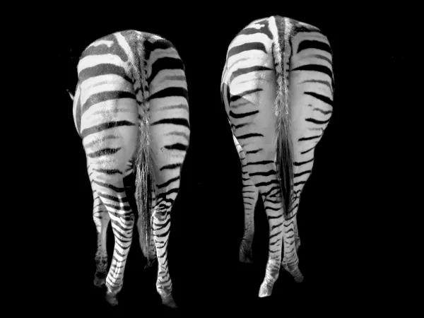 Zebras thumbnail