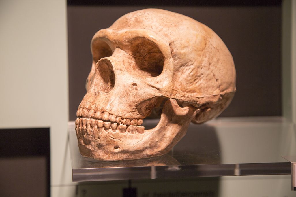 Neanderthal skull