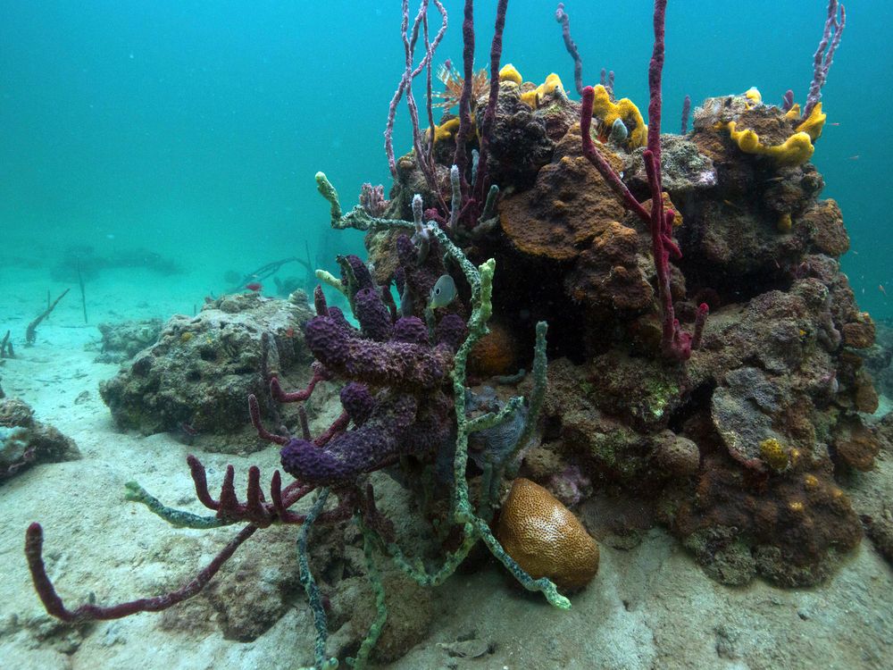 Baby biodiversity in the ocean