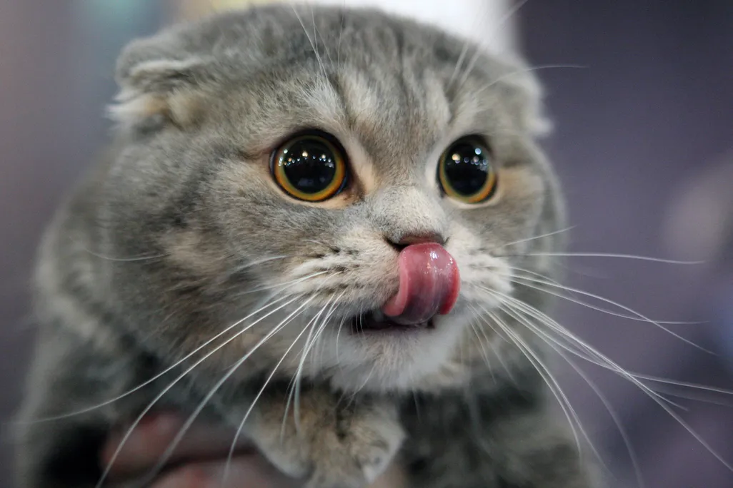 kitteh