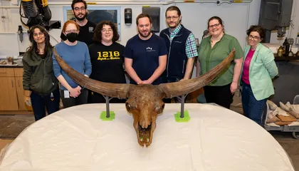 Meet ‘Junior,’ the Giant Bison Skull That Crossed the Country to Star in New Exhibition at the National Museum of Natural History