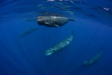 The monument protects an array of endemic, threatened and endangered species, including the sperm whale.