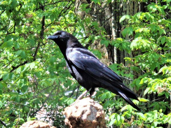 Black bird in the garden thumbnail