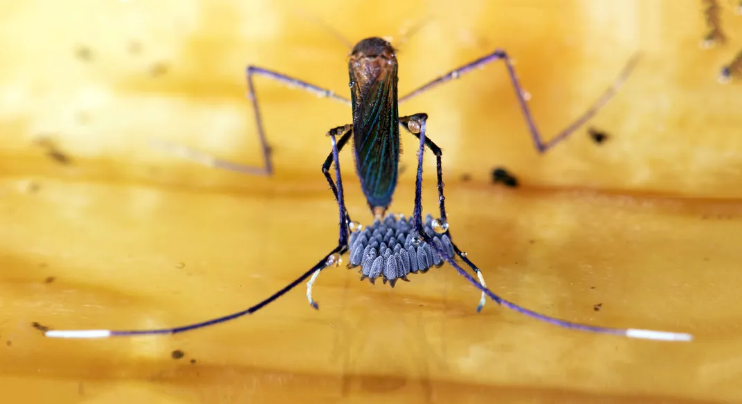 Female mosquito guarding eggs in a yellow fruit husk