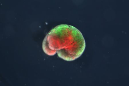 A "living machine" containing frog stem cells in a new configuration designed by a computer algorithm. Parts shown in green are made up of frog skin cells, while parts in red are frog heart cells.
