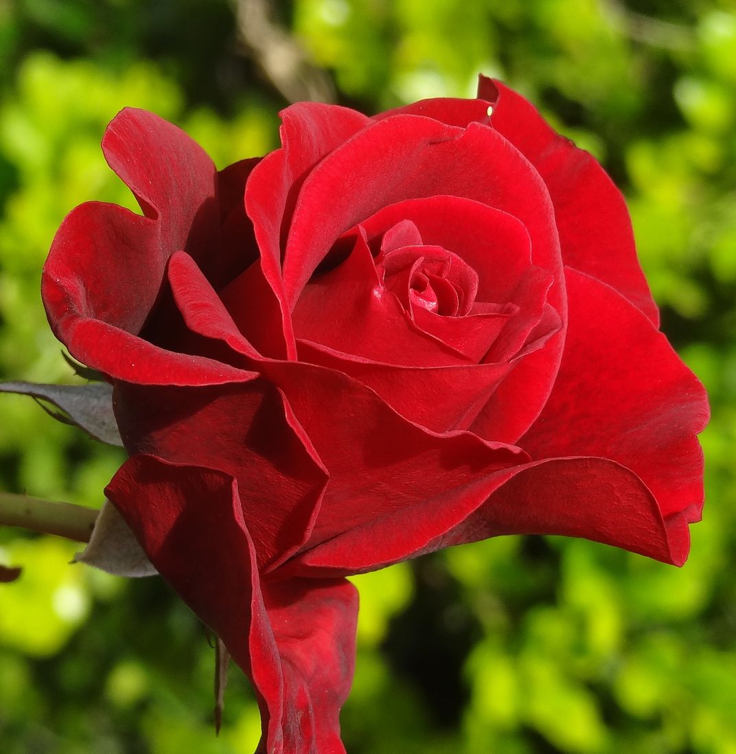 Blooming red rose | Smithsonian Photo Contest | Smithsonian Magazine