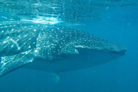 Guzmán and his team were only able to pinpoint the whale shark's whereabouts when it rose to the surface to feed.