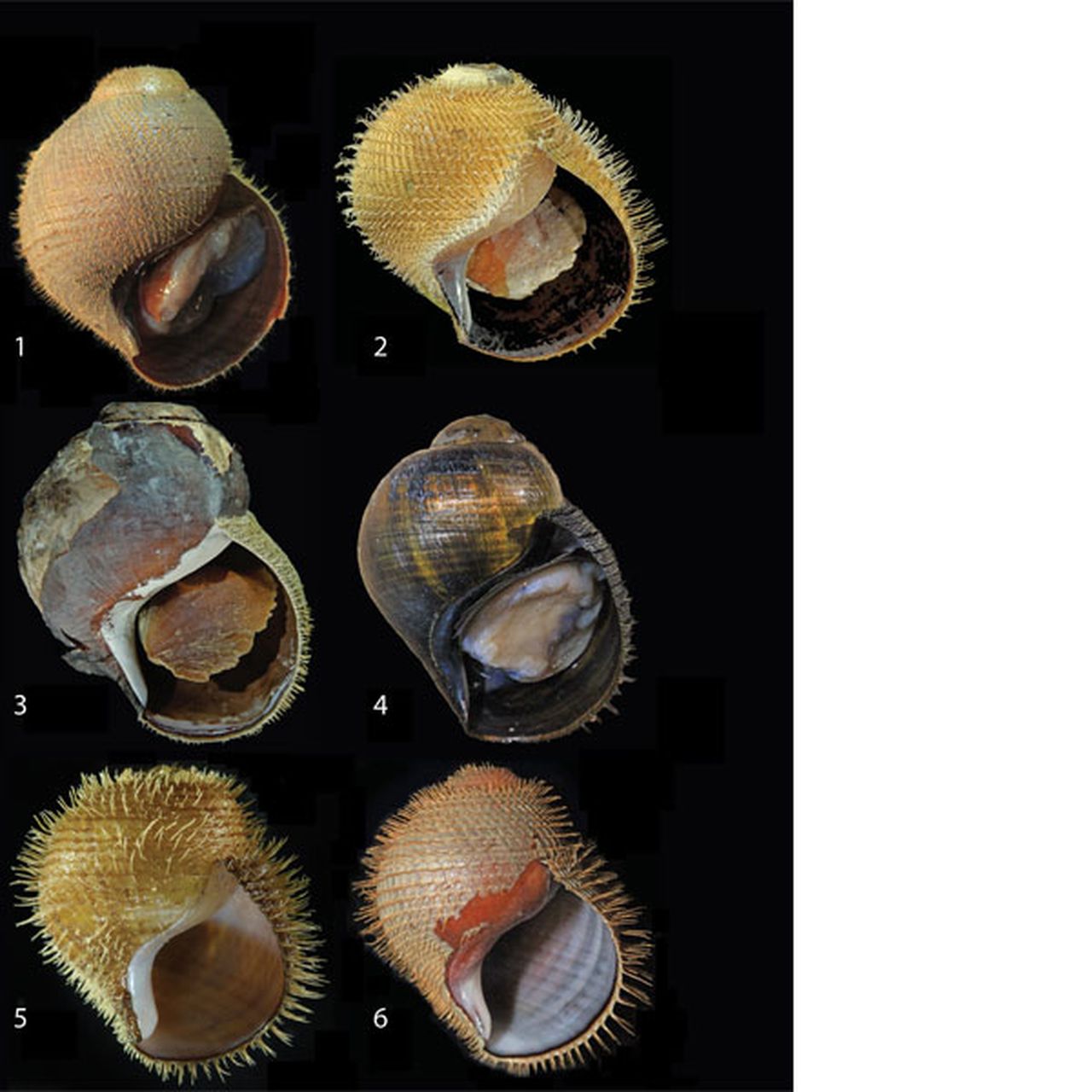 New Deep-Sea Snails Are Nature's Own Punk Rockers