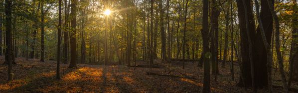 Woodland sunrise in the Fall thumbnail