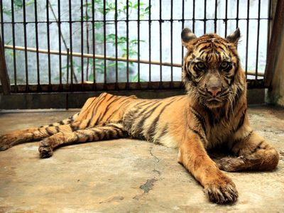 Melani, a 15-year-old Sumatran tiger, was rescued from the Surabaya Zoo in 2013 after becoming ill due to tainted meat. However, she died the year later. Rama, another Sumatran tiger at the zoo, died this week of heart failure.