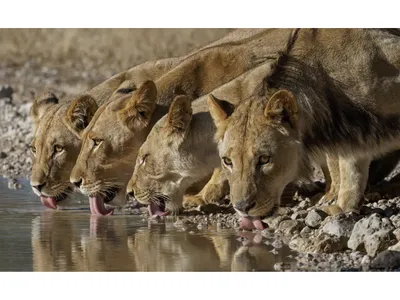 Four lionesses enjoy a drink at a watering hole after a recent rain.