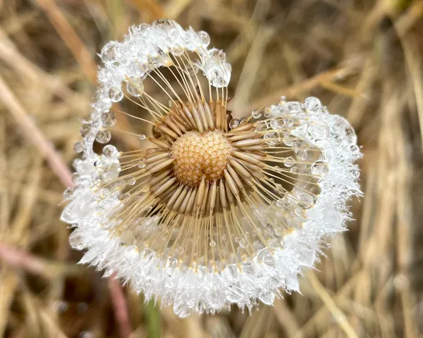 Dew drops gather on a seed head after the rain thumbnail