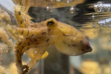 When they're alarmed, blue-lined octopuses display iridescent blue rings on their arms to ward off approaching predators.