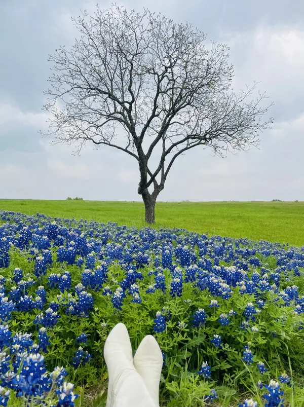 Boots and Bluebonnets thumbnail