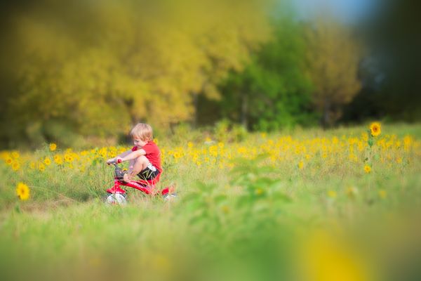 Riding red tricycle through field of sunflowers thumbnail