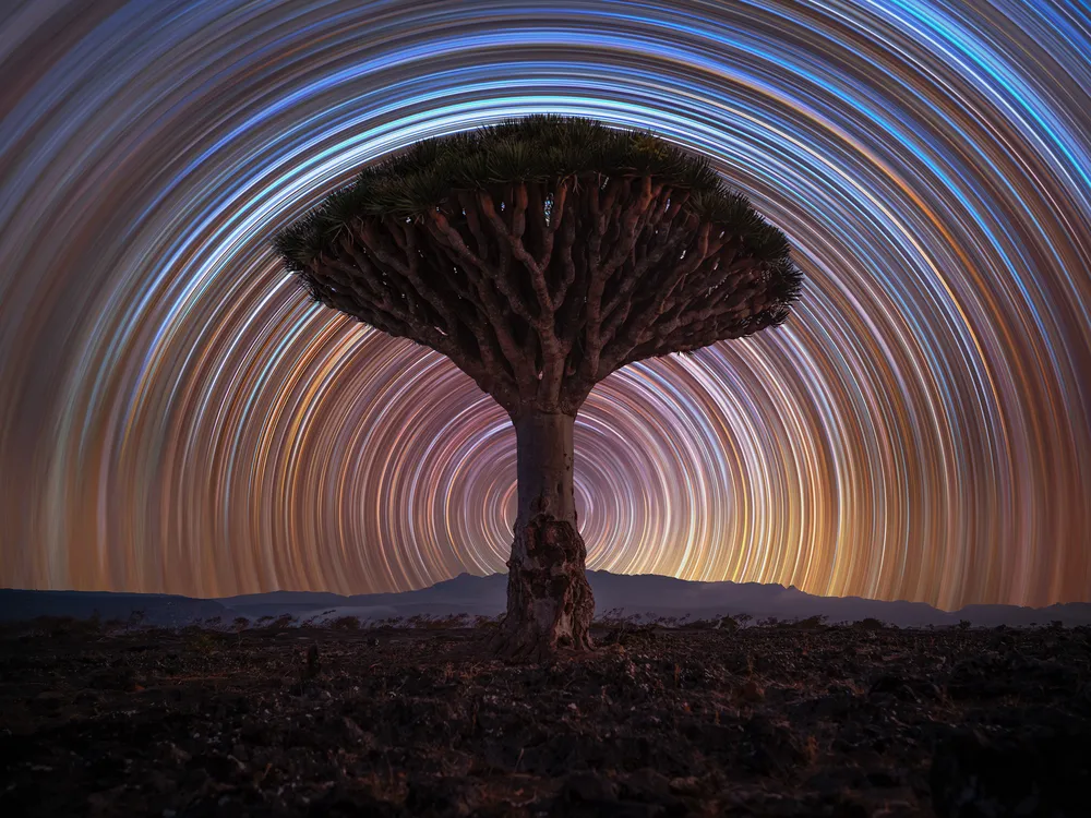 dragon_tree_trails__benjamin_barakat.jpg