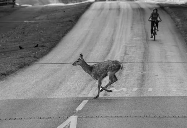 Cross the Road thumbnail