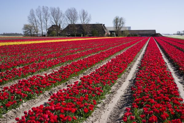 Tulpen in het noorden van Holland thumbnail