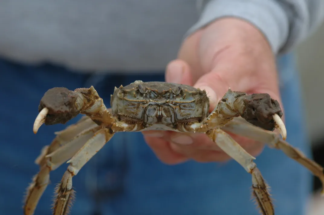 A brown mitten crab with its pincers outstretched toward the camera, held by a hand in the background
