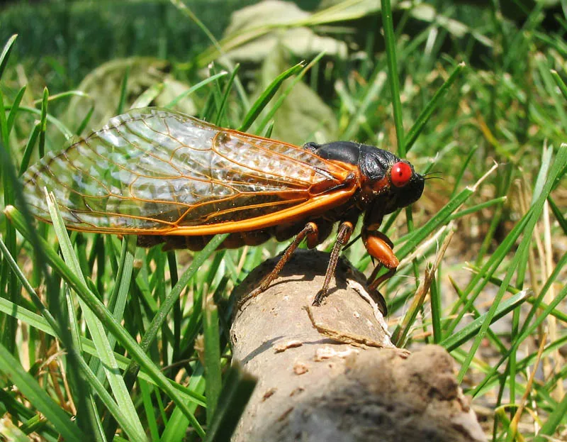 A black-bodied, red-eyed, orange-winged large insect rests on a log in the middle of green grass