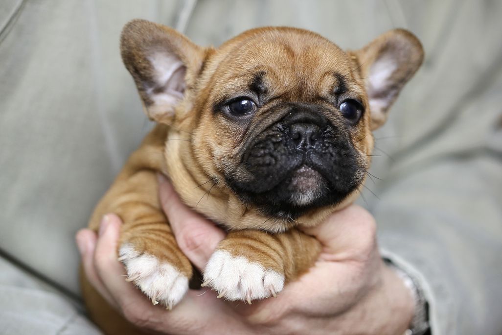 Puppy
