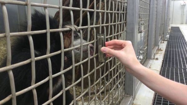 Preview thumbnail for Sloth Bear Cub Plays a Harmonica