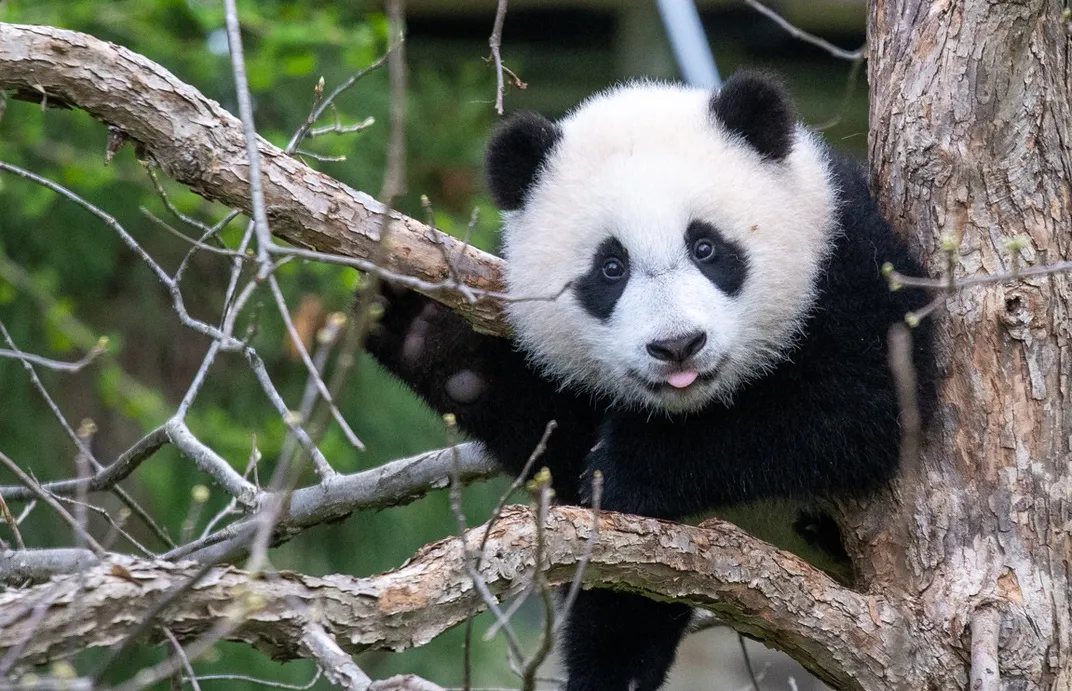 Giant panda cub Xiao Qi Ji in a tree with his tongue sticking out