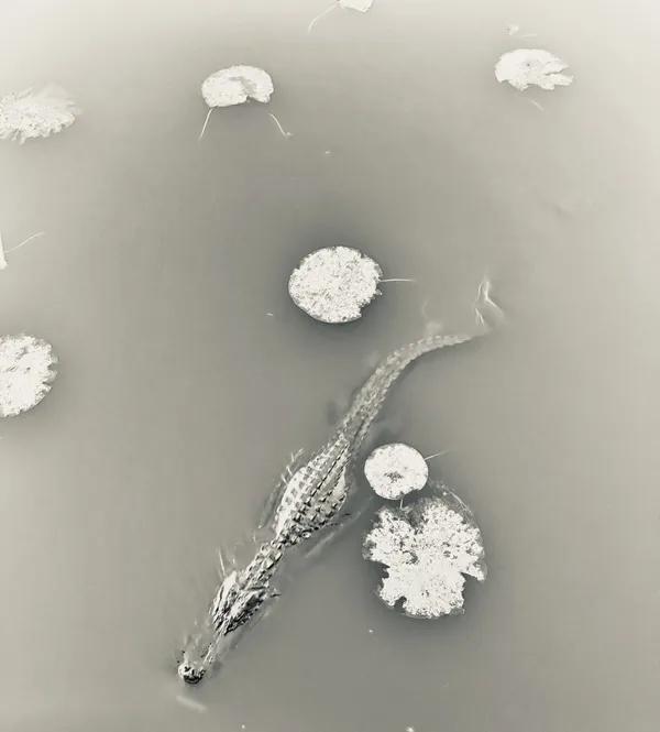 Black bayou at dusk in Monroe, Louisiana thumbnail