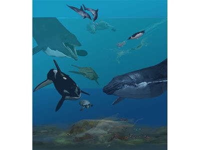 The oceans are teeming with tetrapods—“four-legged” birds, reptiles, mammals and amphibians—that have repeatedly transitioned from the land to the sea, adapting their legs into fins. 