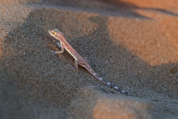 The Enigmatic Arabian Short-Fingered Gecko thumbnail